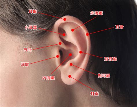 八字形 耳垂耳洞